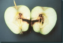 The Orchard Keeper @ Royal Oak Farm: Codling Moth Season